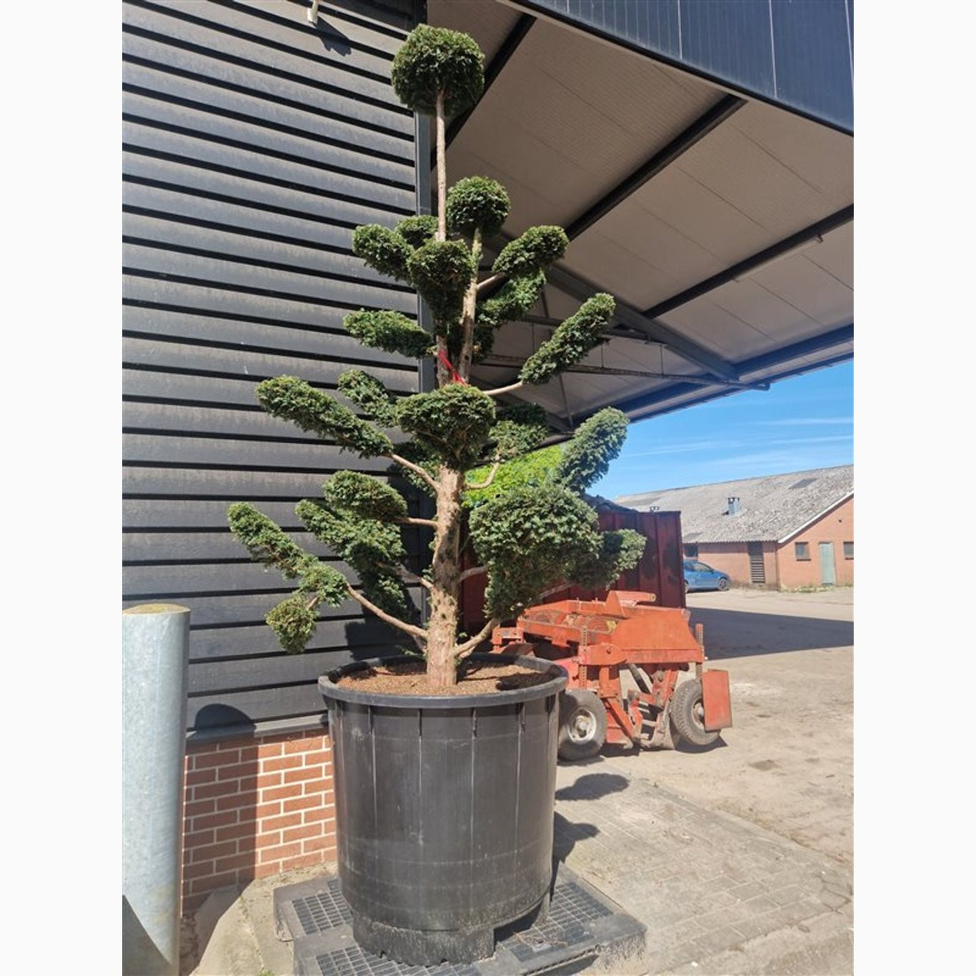 Idegran – Taxus baccata - 325-350 CM Bonsai Cont.